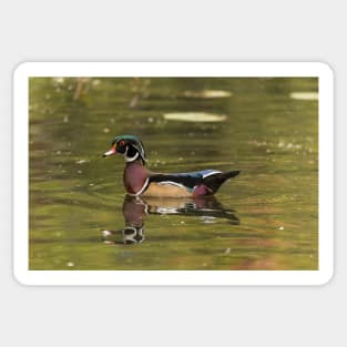 Male Wood Duck - Mud Lake Sticker